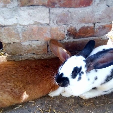 Jurtafarm Rackeve - A Nomad Luxus Ξενοδοχείο Εξωτερικό φωτογραφία